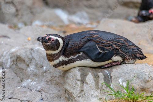 Penguins resting on the rocks on the shore