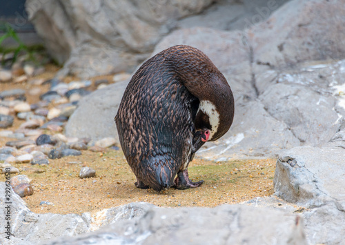 Penguins resting on the rocks on the shore