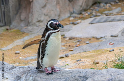 Penguins resting on the rocks on the shore