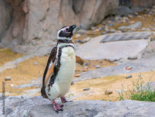Penguins resting on the rocks on the shore