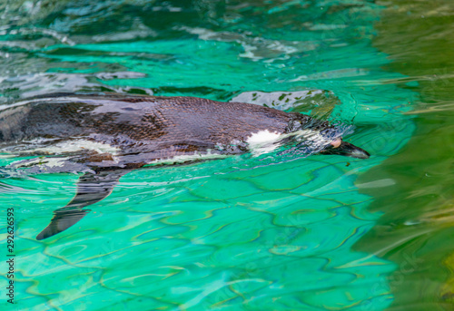 Happy penguins swimming in green water