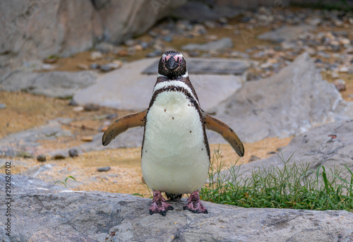 Penguins resting on the rocks on the shore