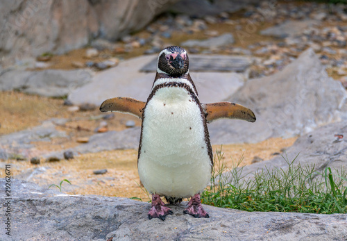 Penguins resting on the rocks on the shore