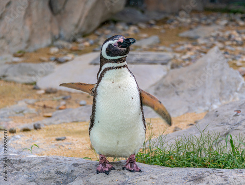 Penguins resting on the rocks on the shore