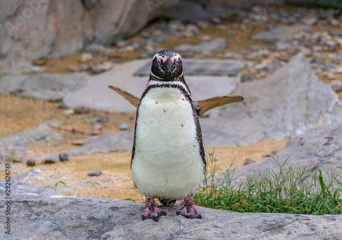 Penguins resting on the rocks on the shore