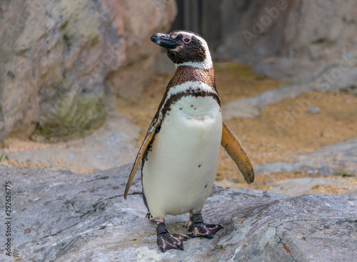 Penguins resting on the rocks on the shore