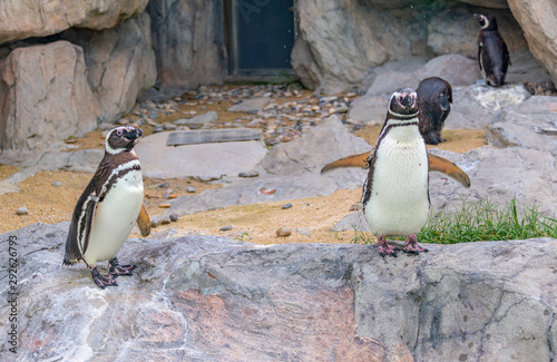Penguins resting on the rocks on the shore