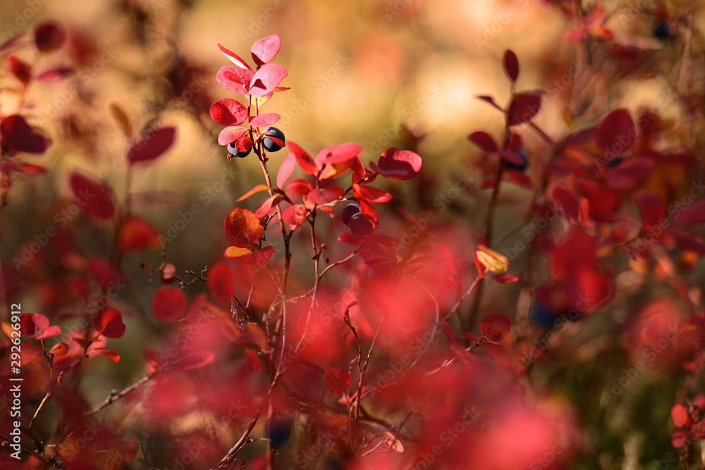 Red berries of barberry, Magadan region, Kolyma, Jack London lake Red berries of barberry, Magadan region, Kolyma, Jack London lake