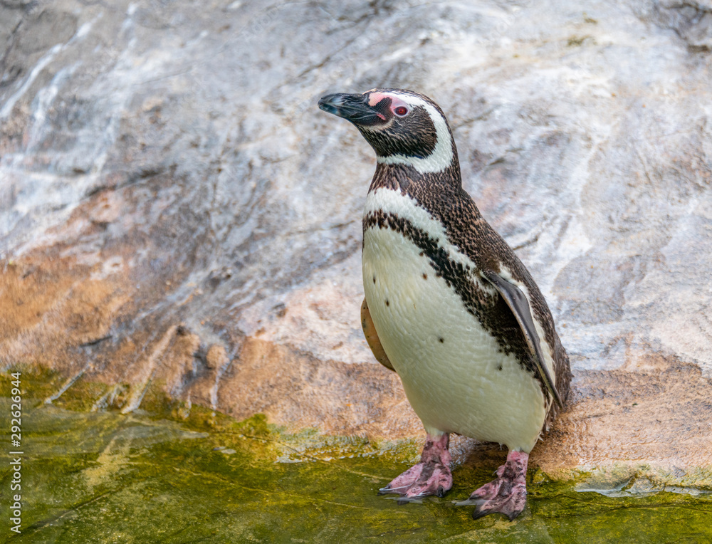 Naklejka premium Penguins resting on the rocks on the shore