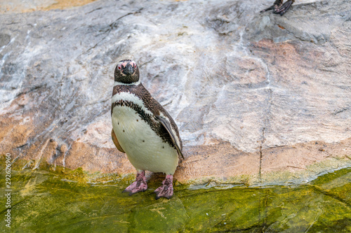 Penguins resting on the rocks on the shore