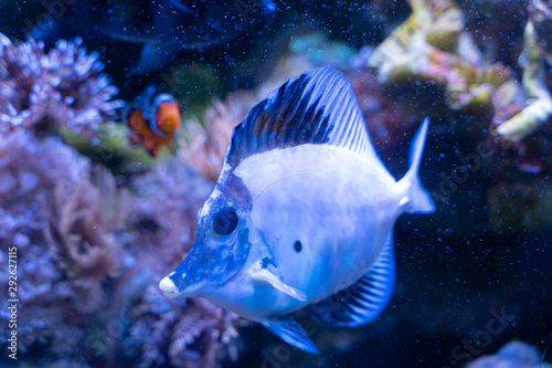 Obraz na plátne White aberrant scopas tang(Zebrasoma scopas) very rare marine fish