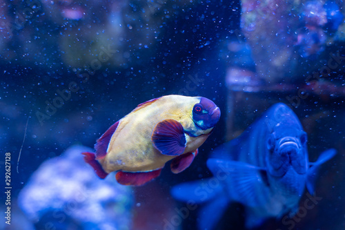 Gold Nugget Maroon Clownfish (Premnas biaculeatus) color varietion captive-bred by human photo