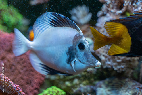 Foto White aberrant scopas tang(Zebrasoma scopas) very rare marine fish