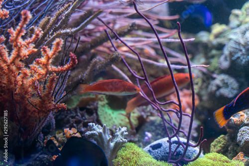 Ruby Finned Fairy Wrasse (Cirrhilabrus rubripinnis) in reef tank photo