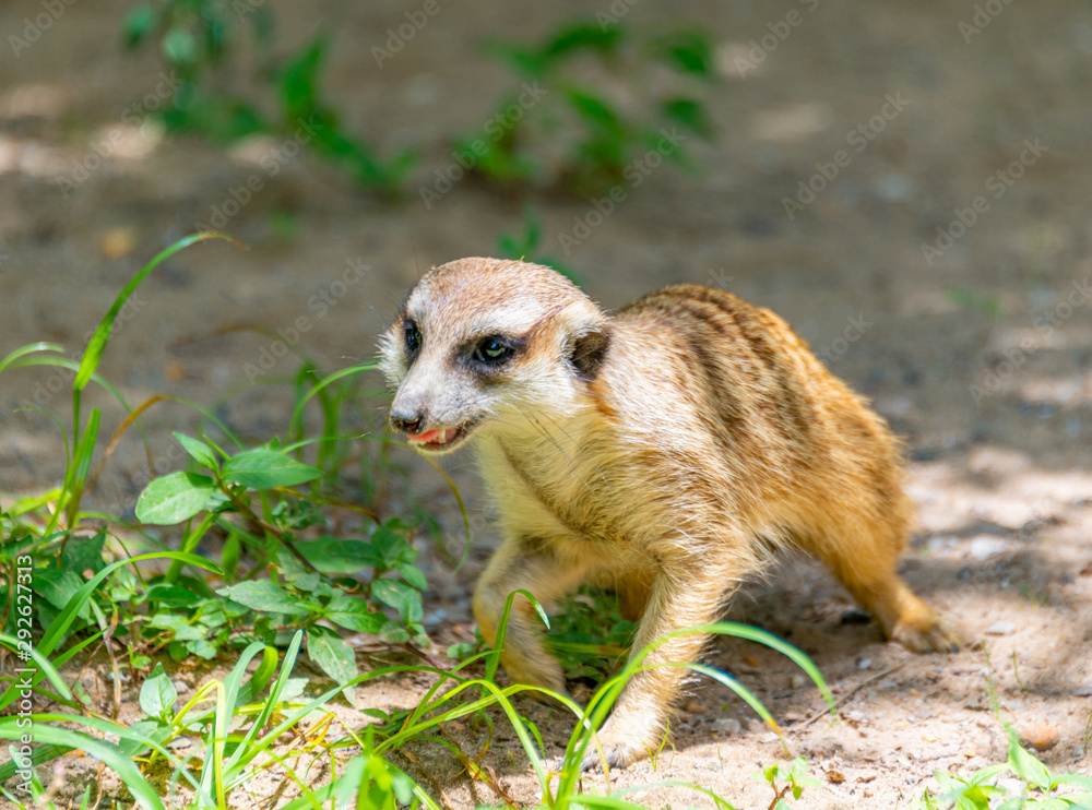 Fototapeta premium The herd animal foxes in the safari park