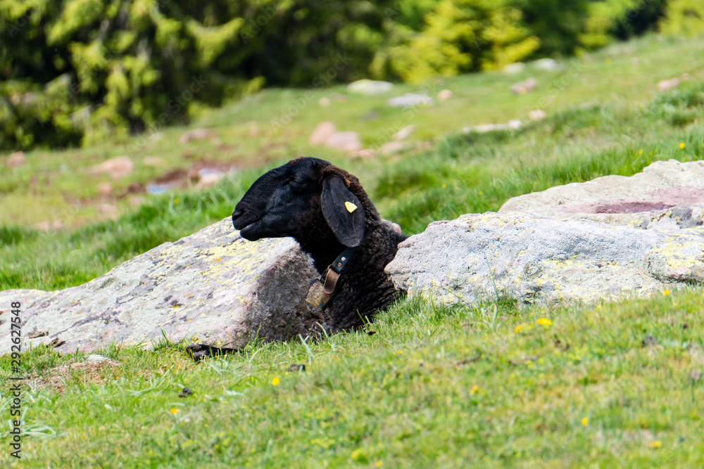 Kopf eines schwarzen Schafes mit Glocke schaut zwischen zwei Steinen hervor