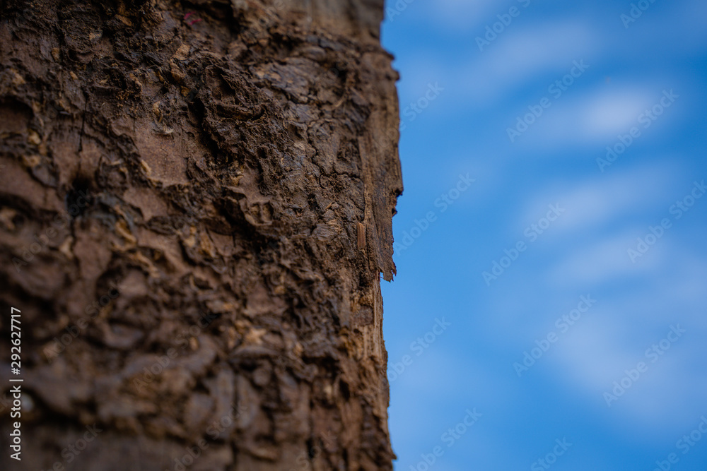 Selected focus Close up on termite infested wood pole with blue sky background. Selected focus Close up on termite infested wood pole with blue sky background.