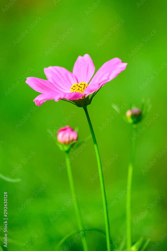 Closeup and Selective focus Pink cosmos flowers in the garden. Closeup and Selective focus Pink cosmos flowers in the garden.