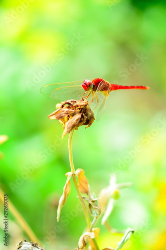 Closeup and Selective focus Red dragonflies are on a dry brown flower in nature. © thanin