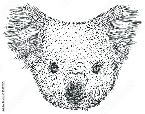 Koala portrait illustration, drawing, engraving, ink, line art, vector photo