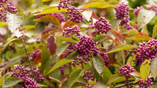 Callicarpa bodinieri | Bodinier's beautyberry with small and abondant decorative purple or rose-lilac berries like comfits between fine dark leaves and tomentose branches photo