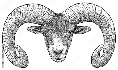Moufflon portrait illustration, drawing, engraving, ink, line art, vector