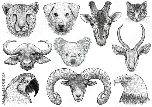 Animal portrait collection illustration, drawing, engraving, ink, line art, vector