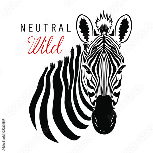 zebra illustration graphic design print resource