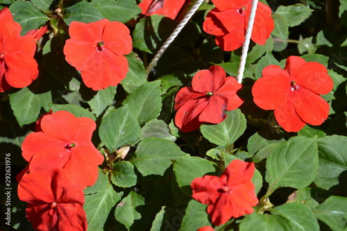 Nice flowers in the garden in midsummer  in a sunny day. Green landscape