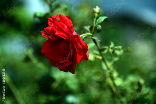 red rose