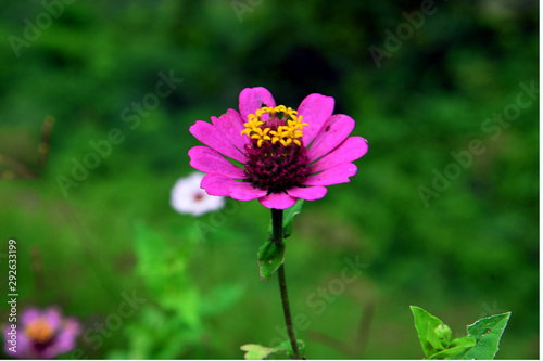 pink flower on background of green grass
