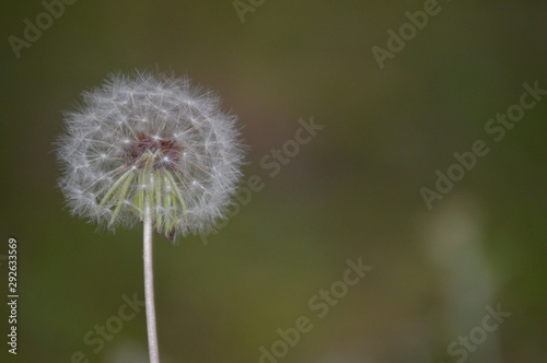 dandelion on green background of blue sky