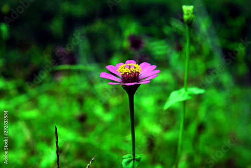 pink flower