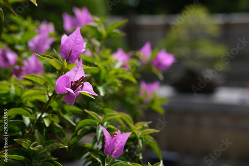 bougainvillea in the garden