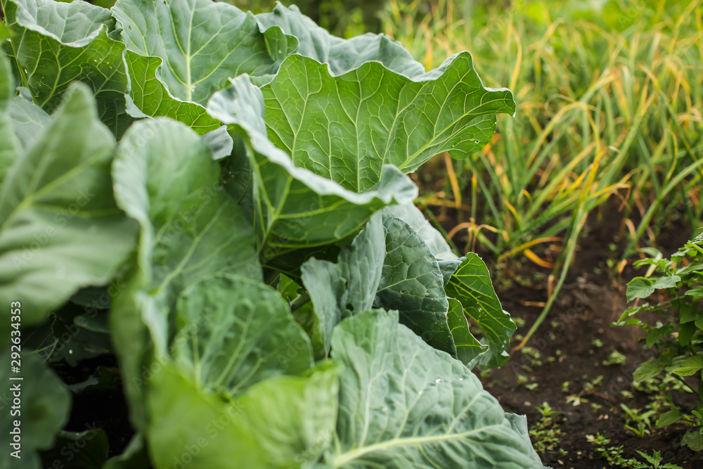 close up green leaves of homegrown white cabbage in garden at daytime in selective focus close up green leaves of homegrown white cabbage in garden at daytime in selective focus