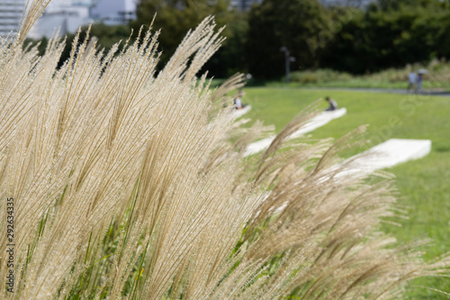 susuki grass