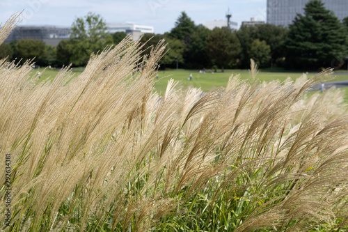 susuki grass