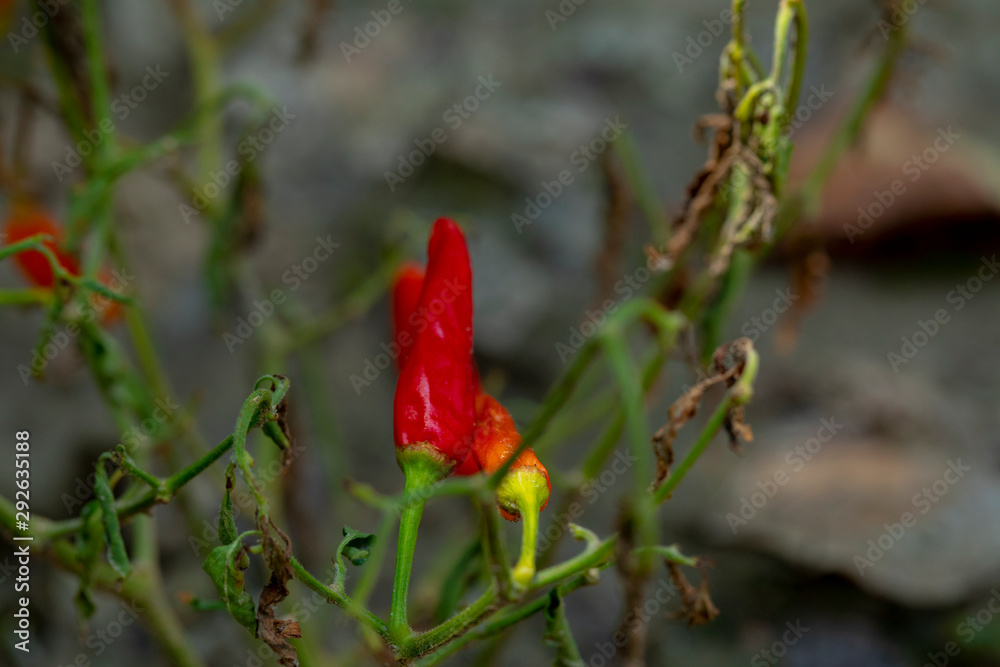 Xiaomi spicy, also known as Xiaomi pepper, is produced in Yunnan, China, and is the main material for making pickled pepper. Xiaomi spicy, also known as Xiaomi pepper, is produced in Yunnan, China, and is the main material for making pickled pepper.