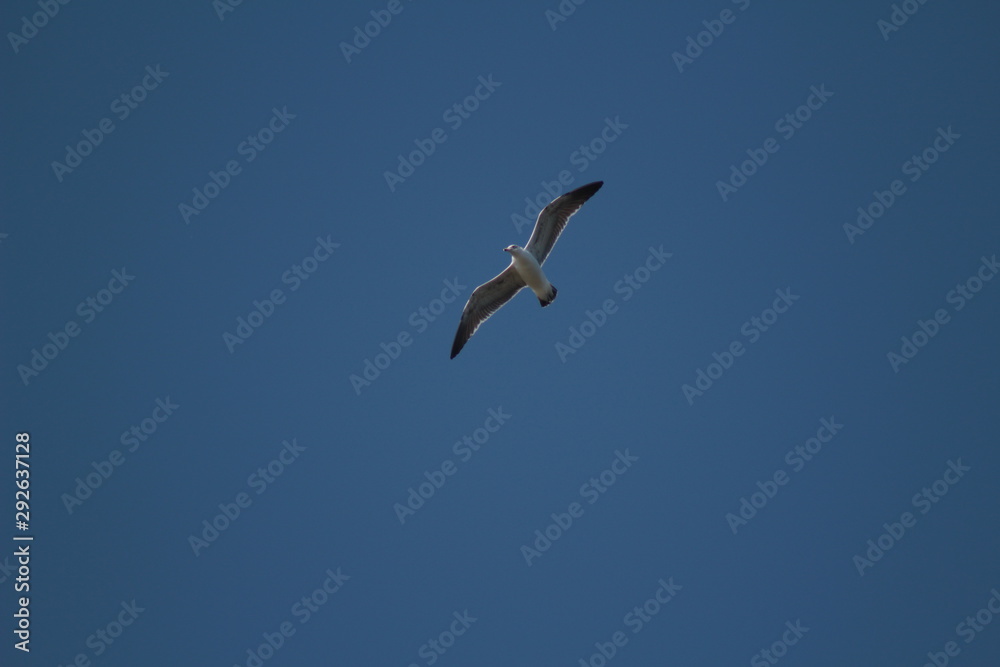 Fototapeta premium seagull flying in the blue sky