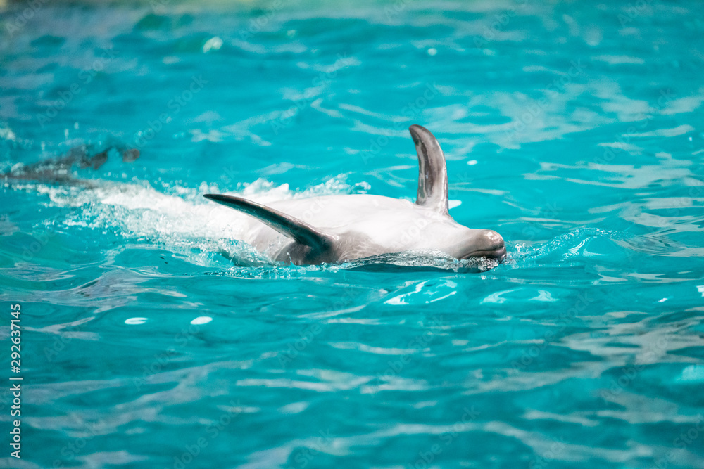 Naklejka premium Dolphin swimming on his back