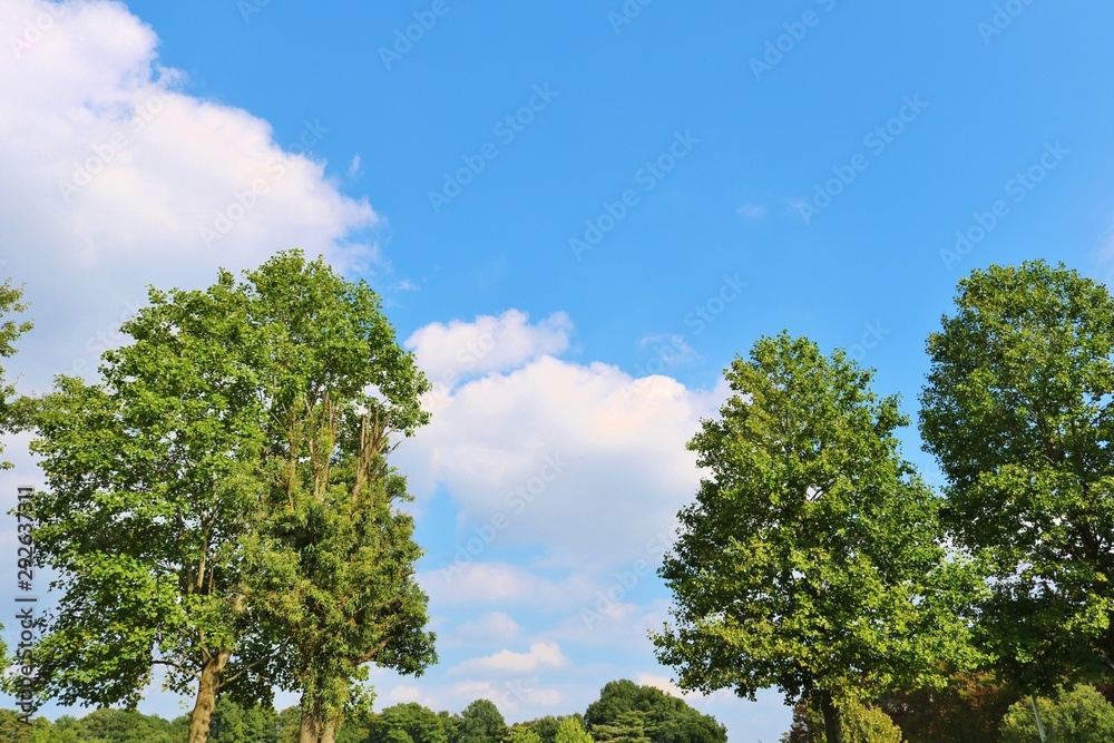 風景　空　秋　緑　杤木　日本