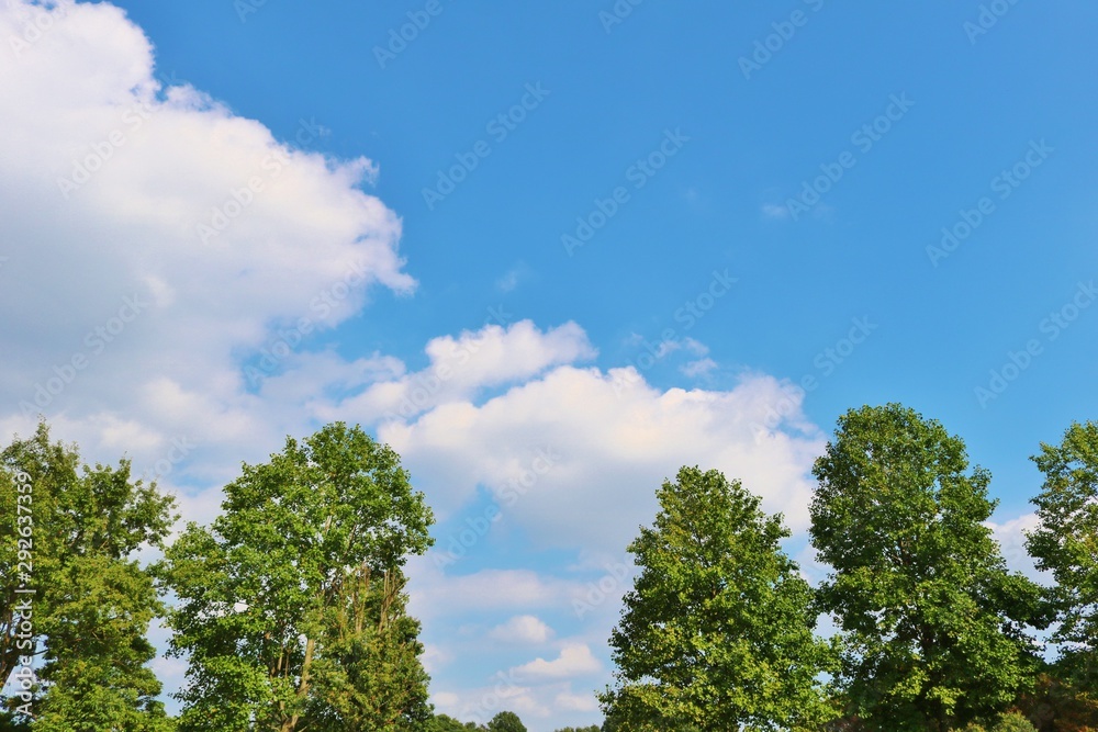 風景　空　秋　緑　杤木　日本