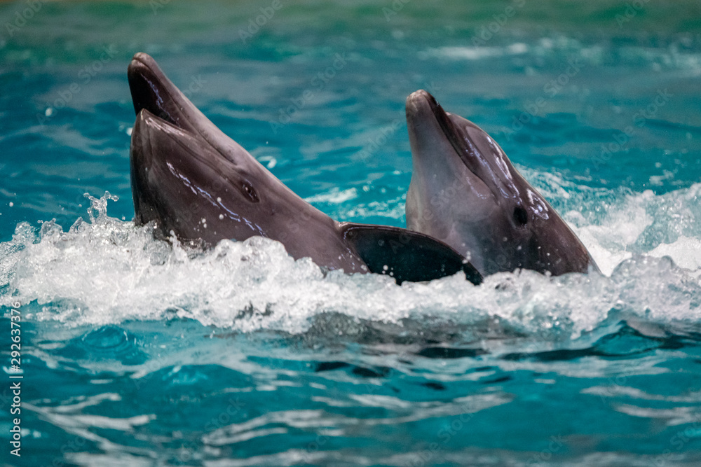 Fototapeta premium Dolphins swimming together