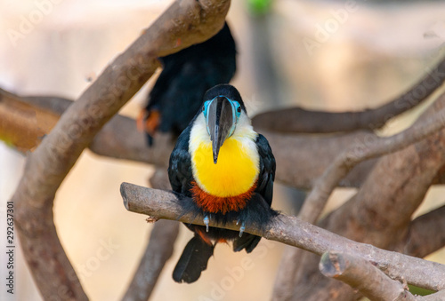 Giant beaked birds in Shanghai Safari Park