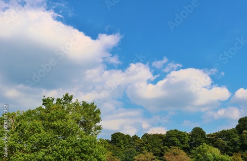 風景 空 秋 緑 杤木 日本