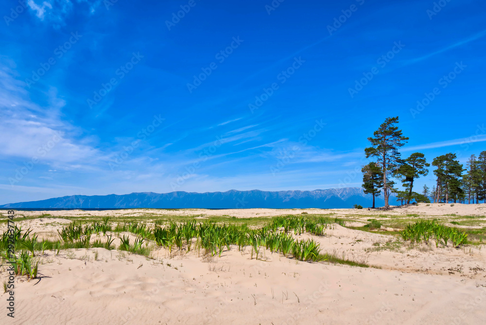 Beautiful white sandy shore with evergreen pines in blue sky background, Lake Baikal Siberia Russia