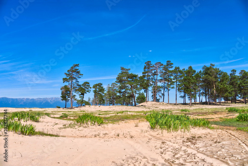 Beautiful white sandy shore with evergreen pines in blue sky background  Lake Baikal Siberia Russia