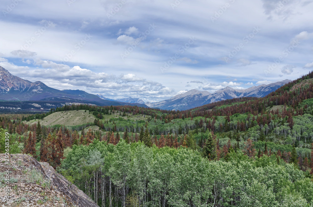 evergreen forest on the background of the Rocky mountains, Jasper National Park, Jasper, Alberta, Canada