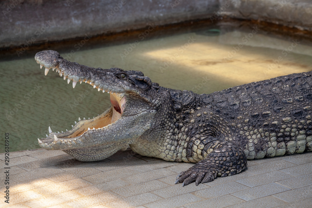 Fototapeta premium crocodile
