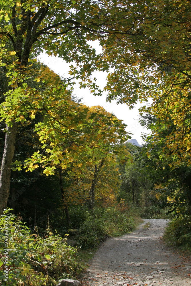 Trail in the autumn forest in the mountains